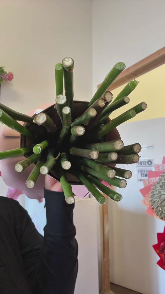 Lily Dream Bouquet